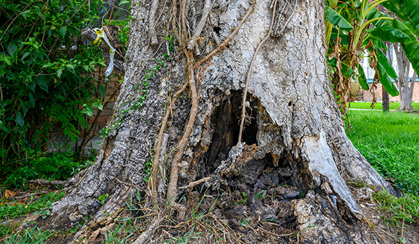 dead tree removal