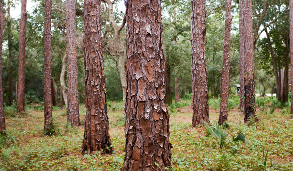 pine trees