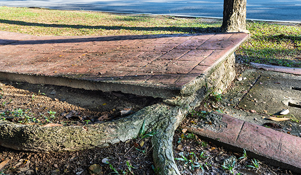 root damage